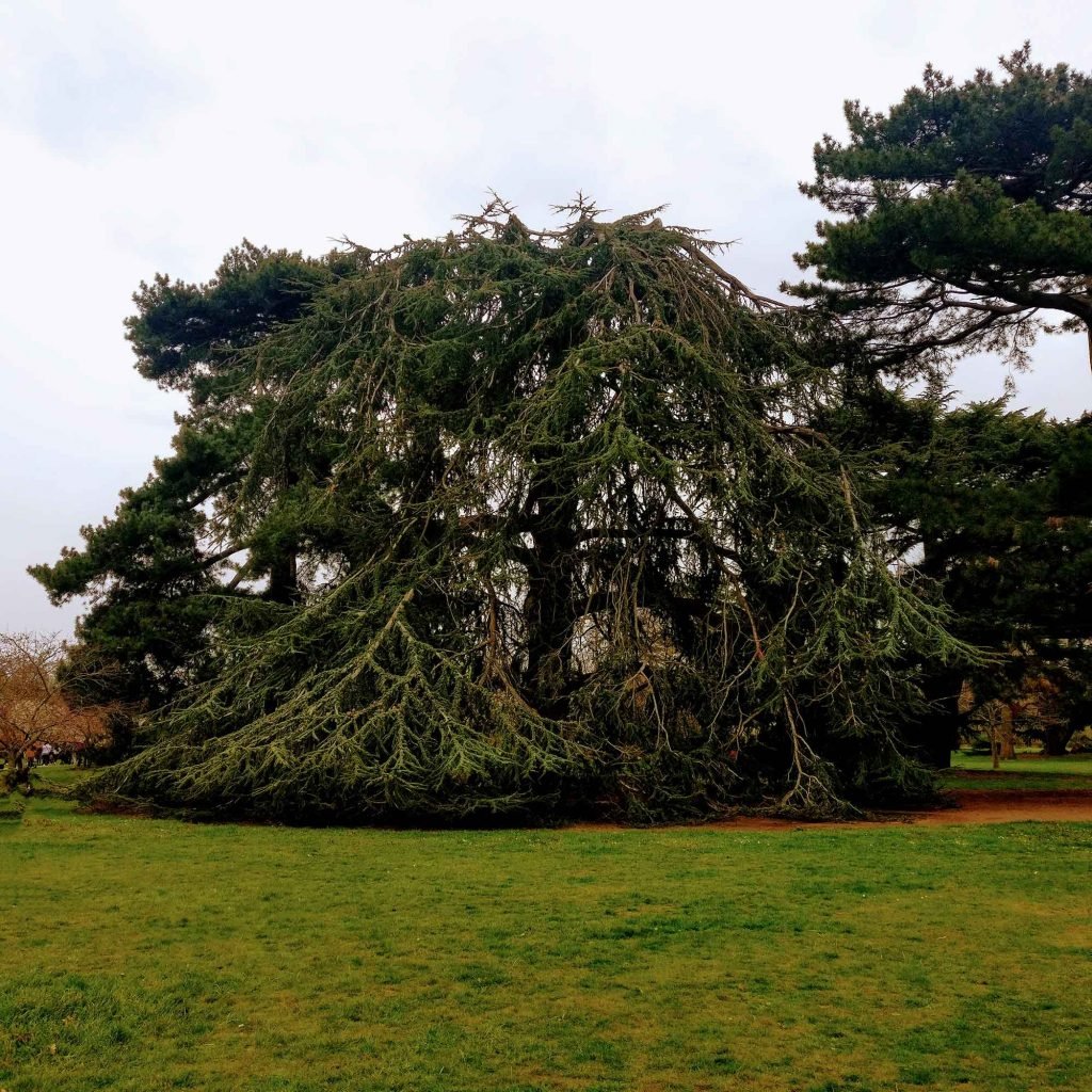 Albero secolare al Kew Gardens di Londra