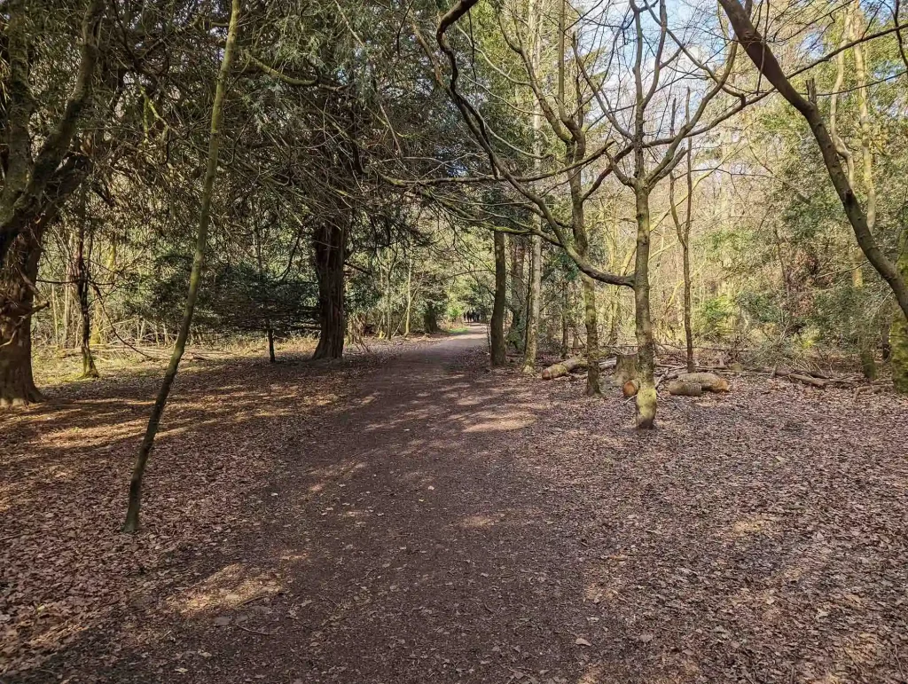 Sentiero nella foresta di Box Hill